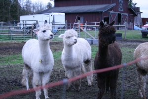 Oh, NOW they're interested. Thanks, alpacas.